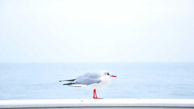 竿付き美女の伝説 名場面コレクション サンプル画像 11